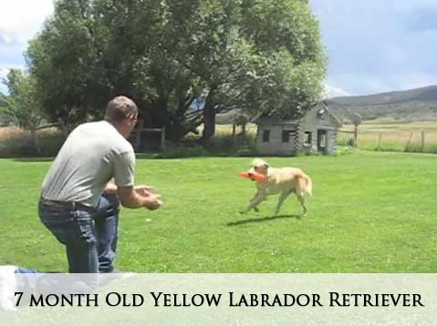 7 month old Yellow Labrador Retriever