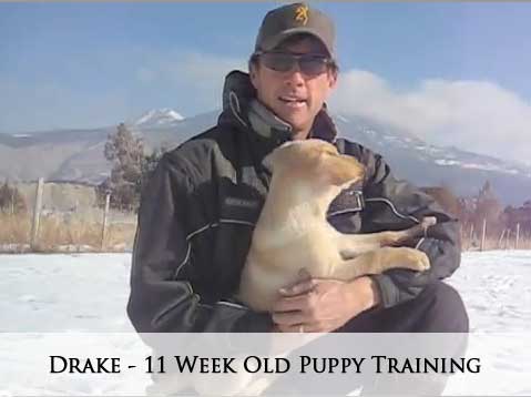 Drake - 11 Week Old Puppy Training