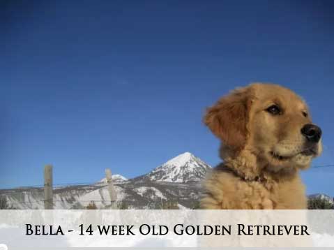 Bella - 14 week Old Golden Retriever