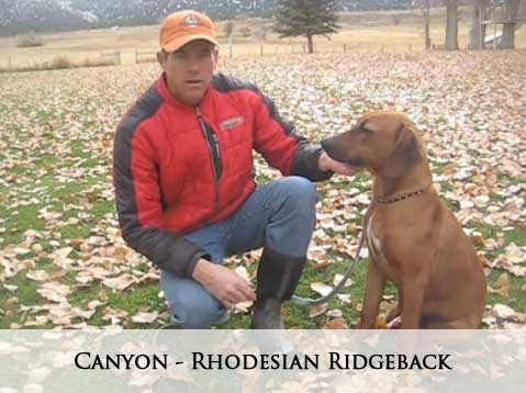 Canyon - Rhodesian Ridgeback