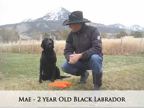 Mae - 2 year Old Black Labrador
