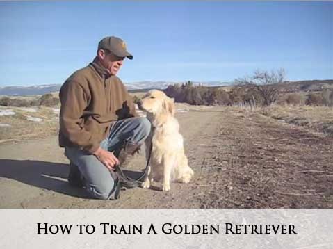 How to Train A Golden Retriever