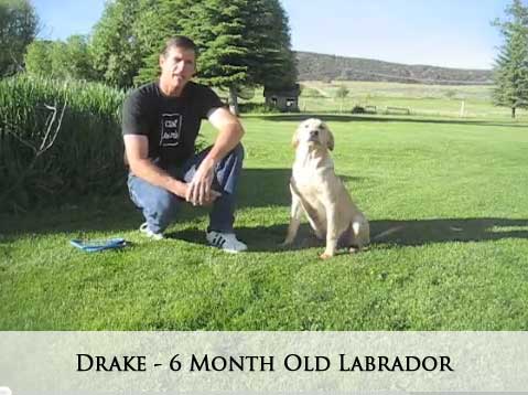 Drake - 6 Month Old Labrador
