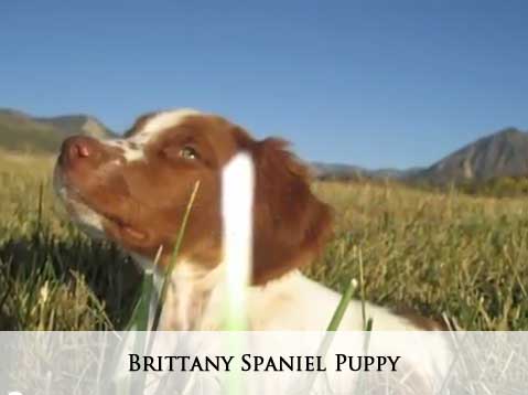Brittany Spaniel Puppy