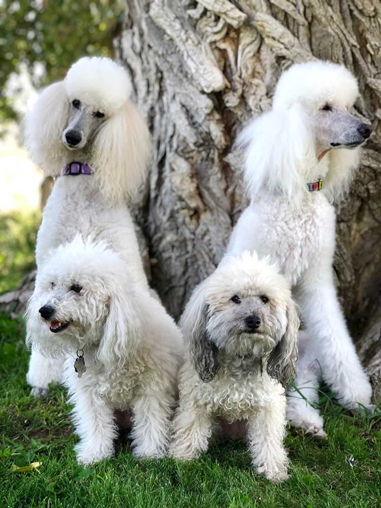 Dog training at Cottonwood Ranch