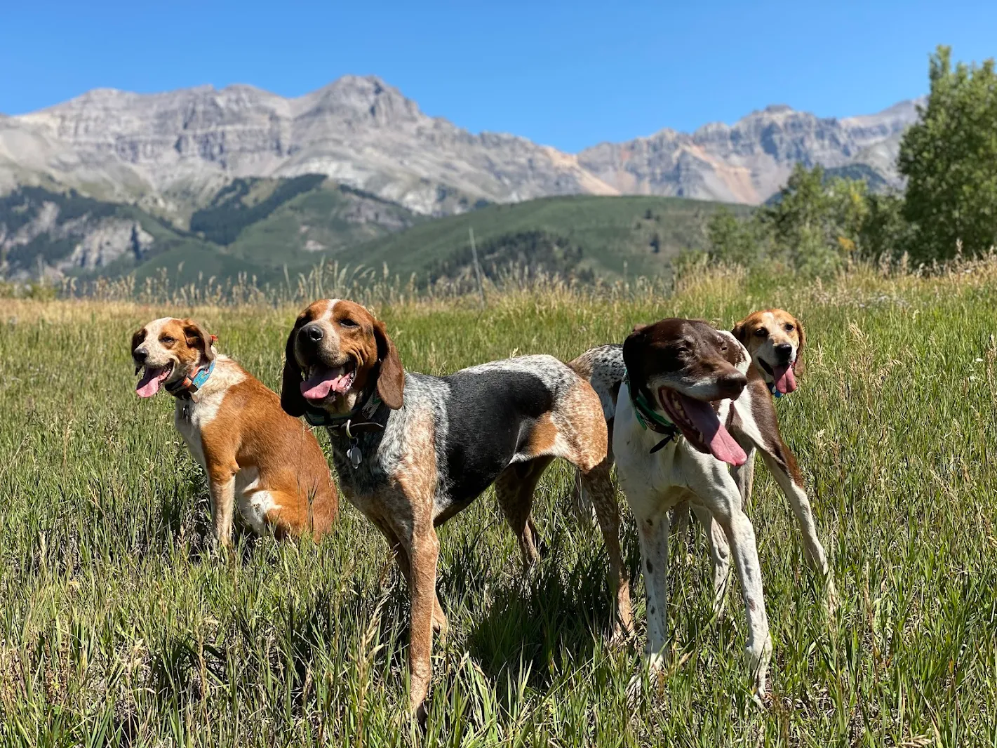 Marla Meridith's hounds at Cottonwood Ranch