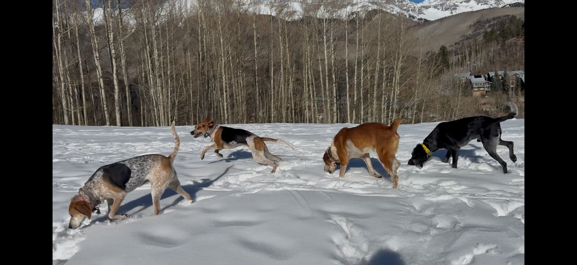 Marla Meridith's hounds at Cottonwood Ranch